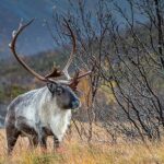 Arctic Nature Tour From Tromsø by Minibus - Key Highlights
