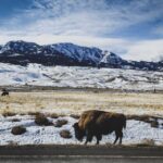 Bozeman: Day Yellowstone Winter Wonderland Tour - Tour Overview