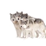 Bozeman: Yellowstone Wolves and Winter Day/Night Adventure - Tour Details