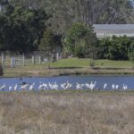 Brisbane: Kangaroos, Birds and Mangroves Coastal Tour - Tour Highlights