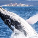 Brisbane: Whale Watching Cruise With Lunch - Pricing and Duration