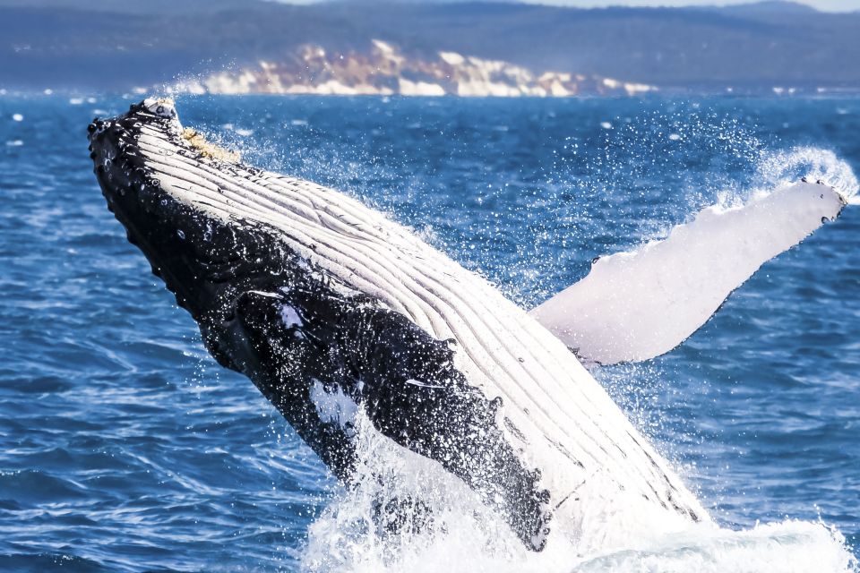 Brisbane: Whale Watching Cruise With Lunch - Pricing and Duration