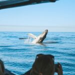 Byron Bay: Whale Watching Cruise With a Marine Biologist - Activity Details