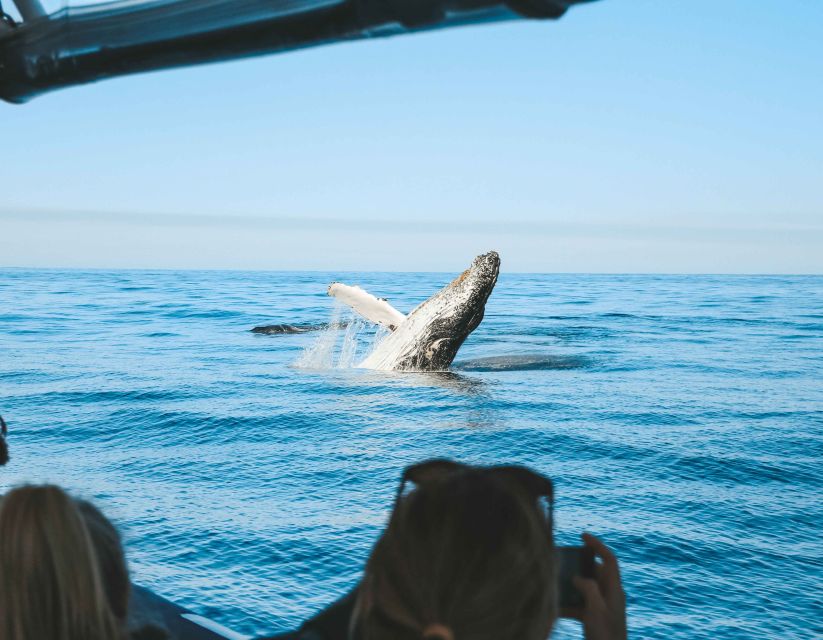 Byron Bay: Whale Watching Cruise With a Marine Biologist - Activity Details