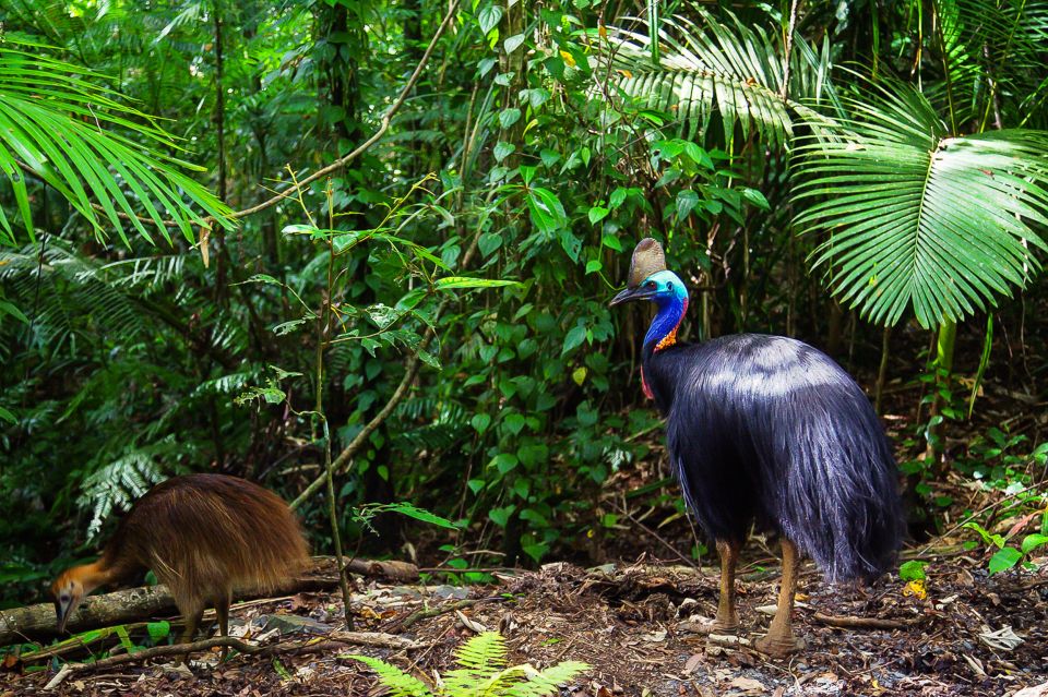 Cairns: Daintree and Mossman Gorge Tour With Cruise Option - Tour Details