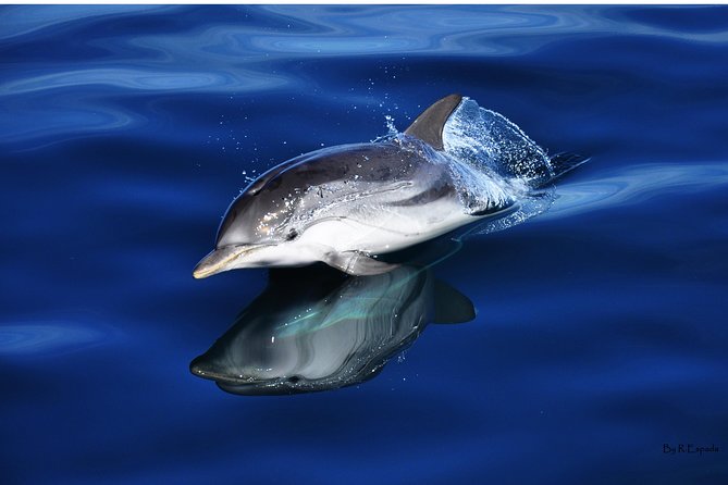 Dolphin Watching Excursion in Gibraltar - Logistics and Accessibility