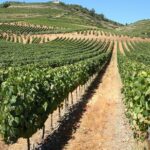 Douro Valley Tour: Wineries, Wine Tastings and Lunch - Overview of the Douro Valley Tour