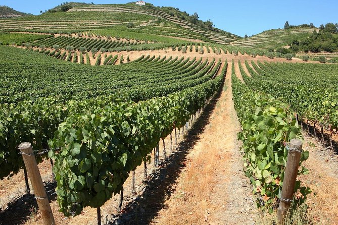 Douro Valley Tour: 3 Wineries, 9 Wine Tastings and Lunch - Overview of the Douro Valley Tour