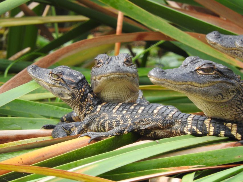 Everglades Day Safari From Fort Lauderdale - Explore Everglades Wetlands