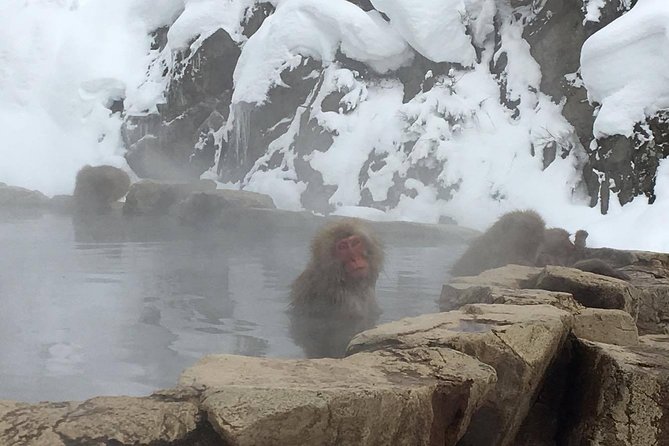 Explore Jigokudani Snow Monkey Park With a Knowledgeable Local Guide