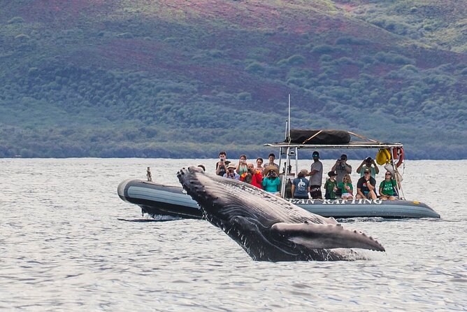 Eye-Level Whale Watching Eco-Raft Tour From Lahaina, Maui - Tour Overview