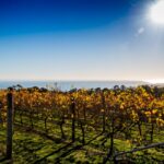 From Melbourne: Bellarine Peninsula Food & Wine Taste Trail - Trail Overview