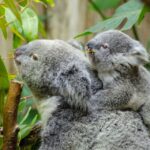 From Melbourne: Phillip Island and Penguin Parade Day Tour - Tour Details