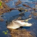 From Miami: Everglades Tour W/ Wet Walk, Boat Trips, & Lunch - Tour Overview
