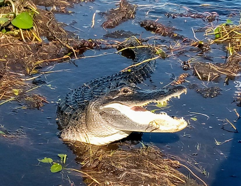 From Miami: Everglades Tour W/ Wet Walk, Boat Trips, & Lunch - Tour Overview
