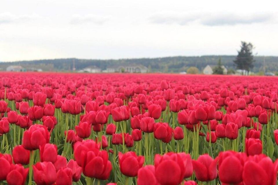 From Seattle:Tulip Festival at Skagit Valley and La Conner - Discover Skagit Valleys Natural Wonders