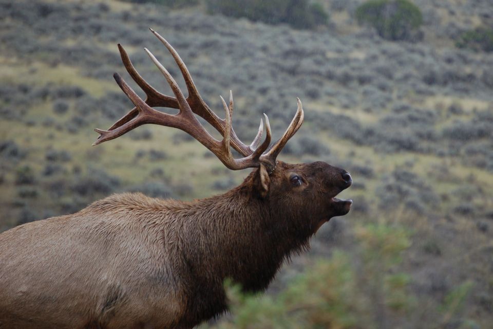 From West Yellowstone: Lamar Valley Wildlife Tour by Van