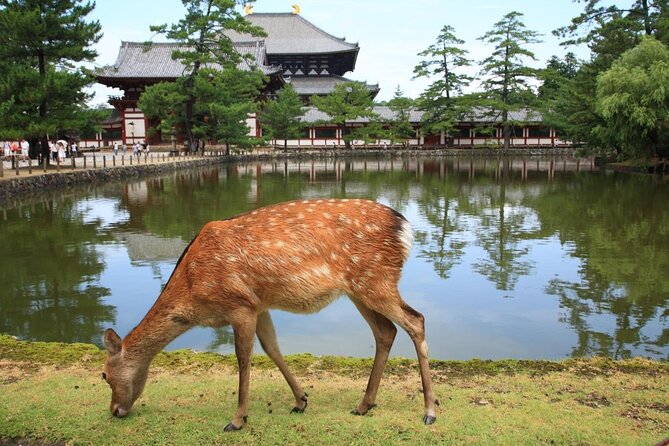 Full Day Excursion: Kyoto and Nara Highlights From Kyoto/Osaka - Inclusions and Pickup/Drop-off Details