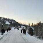 Gardiner: Yellowstone National Park Wildlife Guided Tour - Tour Details