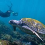 Gold Coast: Snorkeling With Turtles Half-Day Tour - Tour Details