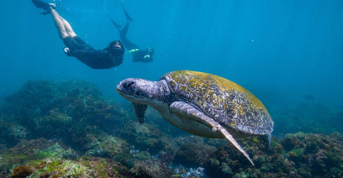 Gold Coast: Snorkeling With Turtles Half-Day Tour
