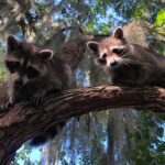 Guided Boat Tour of New Orleans Bayou and Wildlife - Tour Highlights