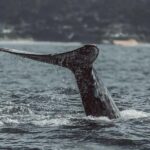 Half-Day Whale Watching Tour From Monterey - Tour Overview