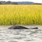 Hilton Head: Hour Private Dolphin Tour - Tour Pricing and Duration