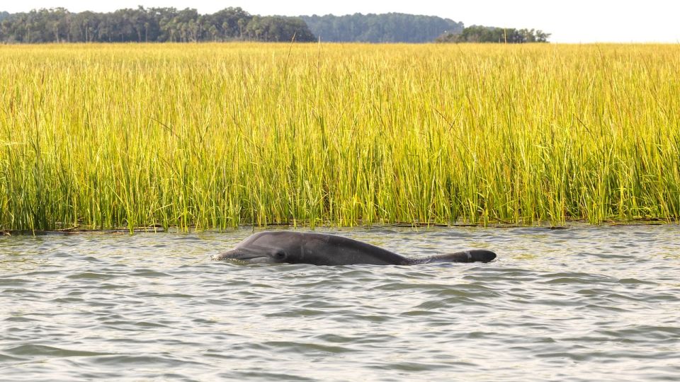 Hilton Head: 2 Hour Private Dolphin Tour - Tour Pricing and Duration