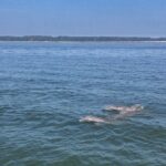 Hilton Head Island Dolphin Boat Cruise - Activity Overview