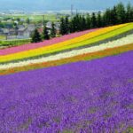 Hokkaido: Biei Blue Pond and Furano Flower Farm Day Trip - Sapporo Departure Points