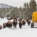 Jackson: -Day Grand Teton & Yellowstone Winter Tour - Tour Details