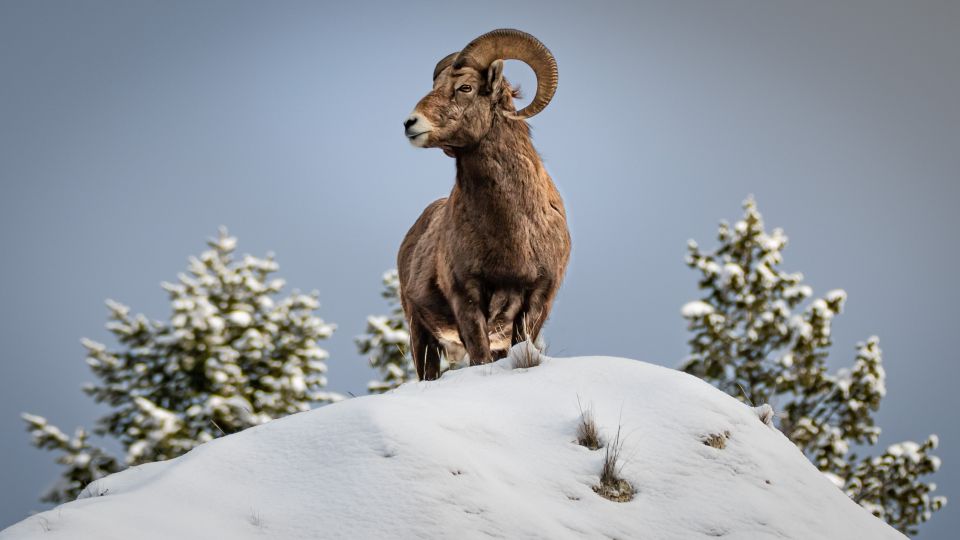 Jackson: Grand Teton, Bighorn Sheep, and Petroglyphs Tour - Tour Pricing and Duration