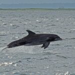 Jekyll Island Dolphin Tours - Tour Highlights