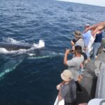 Jervis Bay: -Hour Whale Watching Cruise - Activity Details