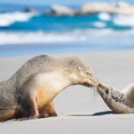Kangaroo Island Seal Bay Beach Experience - Guided Tour - Tour Details