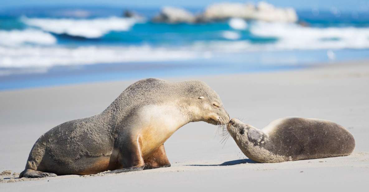 Kangaroo Island Seal Bay Beach Experience – Guided Tour