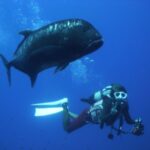 Kerama Islands National Park Boat Fan Diving (With Rental) - Activity Details