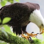 Ketchikan: Potlatch Park, City and Wildlife Private Van Tour - Tour Overview