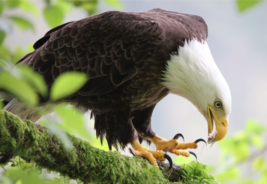 Ketchikan: Potlatch Park, City and Wildlife Private Van Tour - Tour Overview