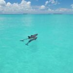 Key West Dolphin Watch and Snorkel Cruise - Activity Details