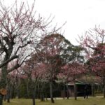 Kyoto: Nara, Todaiji, Kasuga Taisha Shrine Private Full Day - Exploring Kofuku-ji and Its Treasures
