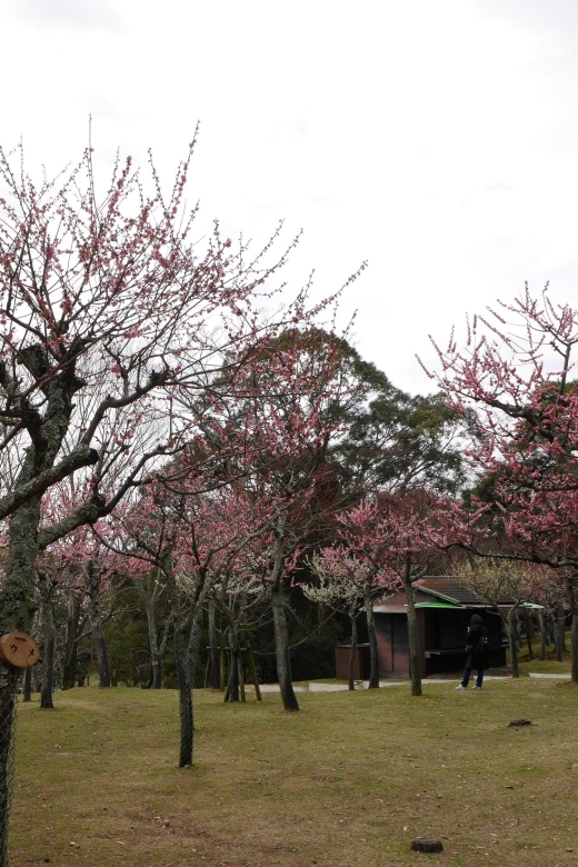 Kyoto: Nara, Todaiji, Kasuga Taisha Shrine Private Full Day