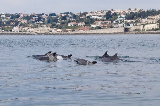 Lisbon Dolphin Watching With a Marine Biologist in a Small Group - Tour Description