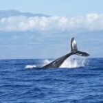 Maalaea: Small Group -Hour Whale Watch Experience - Whale Watch Overview