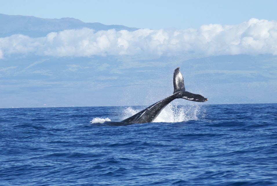 Maalaea: Small Group 2-Hour Whale Watch Experience - Whale Watch Overview