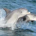 Mandurah: Dolphin and Views Cruise With Optional Lunch - Cruise Highlights