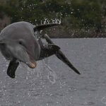 Marco Island Hour Dolphin, Birding and Shelling Tour - Tour Highlights