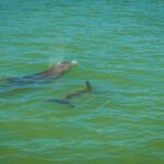 Marco Island Dolphin Sightseeing Tour - Tour Details