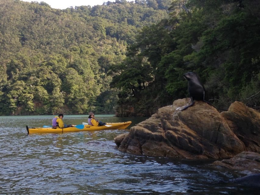 Marlborough Sounds: Full-Day Guided Kayak Tour With Lunch - Tour Details
